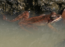 Wood Frog